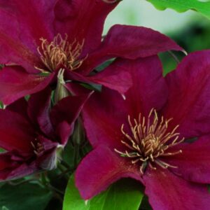 CLEMATIS `PICARDY` (MUST SLEEVE)