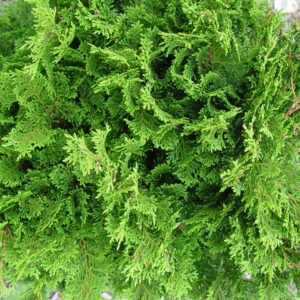 CHAMAECYPARIS OBTUSA `TEMPLEHOF`