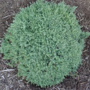 CHAMAECYPARIS OBTUSA `BLUE FEATHERS`