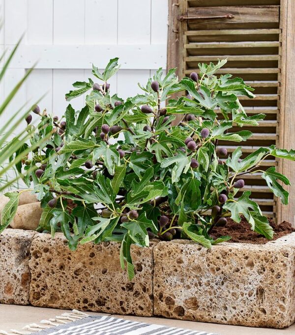FICUS CARICA `LITTLE MISS FIGGY`