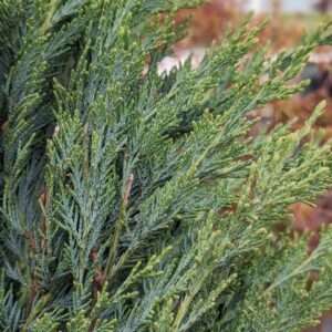 JUNIPERUS SCOPULORUM `MOONGLOW`