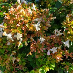 ABELIA X GRANDIFLORA `ROSE CREEK`