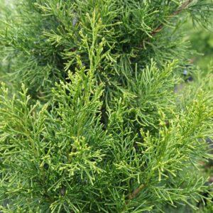 JUNIPERUS VIRGINIANA `BRODIE`
