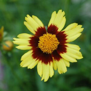 COREOPSIS BIG BANG `COSMIC EYE`