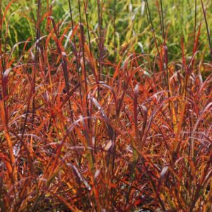 ANDROPOGON GERARDII `RED OCTOBER`