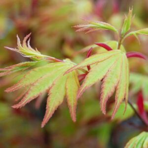 ACER PALMATUM `ORANGE DREAM`