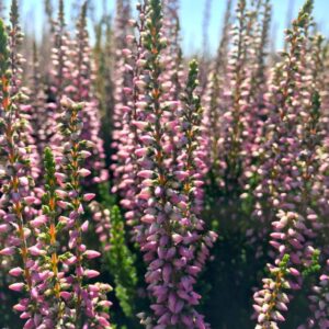 CALLUNA VULGARIS BEAUTY LADIES `MICHELLE` (PINK)