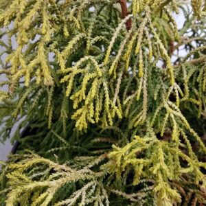 CHAMAECYPARIS OBTUSA `THOWEIL`