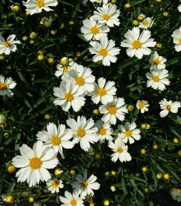 COREOPSIS BIG BANG `POLARIS`