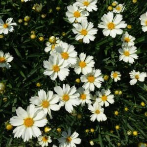 COREOPSIS BIG BANG `POLARIS`
