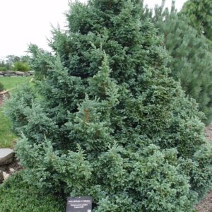 CHAMAECYPARIS PISIFERA `BOULEVARD`