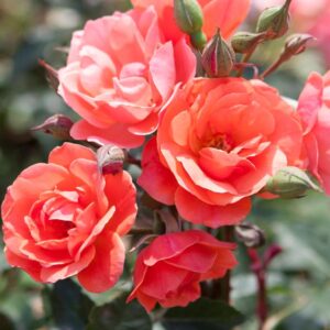 ROSA `CORAL KNOCK OUT` - TREE