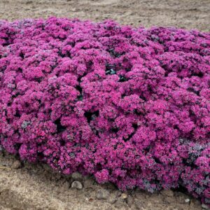 SEDUM ROCK `N ROUND `SUPERSTAR`