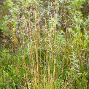 DESCHAMPSIA CESPITOSA