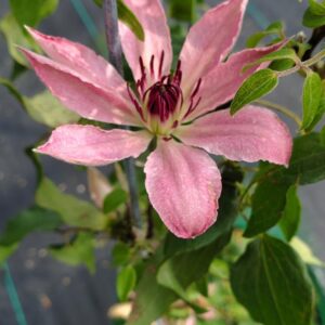CLEMATIS `SARAH ELIZABETH` (MUST SLEEVE)