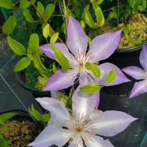 CLEMATIS `TRANQUILITE` (MUST SLEEVE)