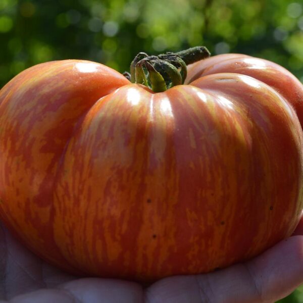TOMATO `MR. STRIPEY` (SLICER)