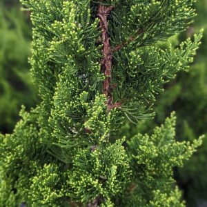 JUNIPERUS CHINENSIS `TORULOSA`