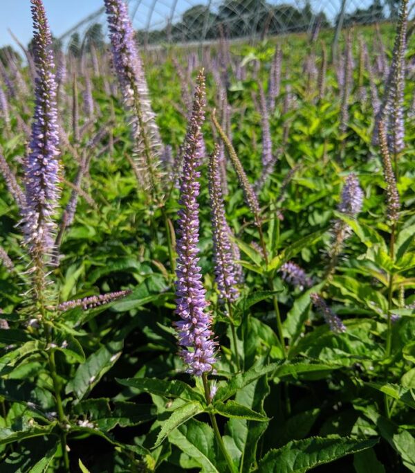 VERONICASTRUM VIRGINICUM `RED ARROW`