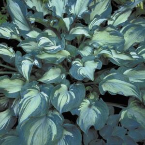 HOSTA `GUARDIAN ANGEL`