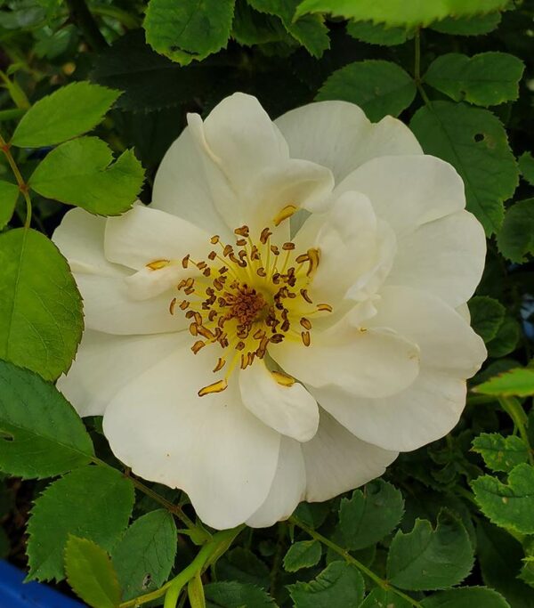 ROSA `PEACH LEMONADE`