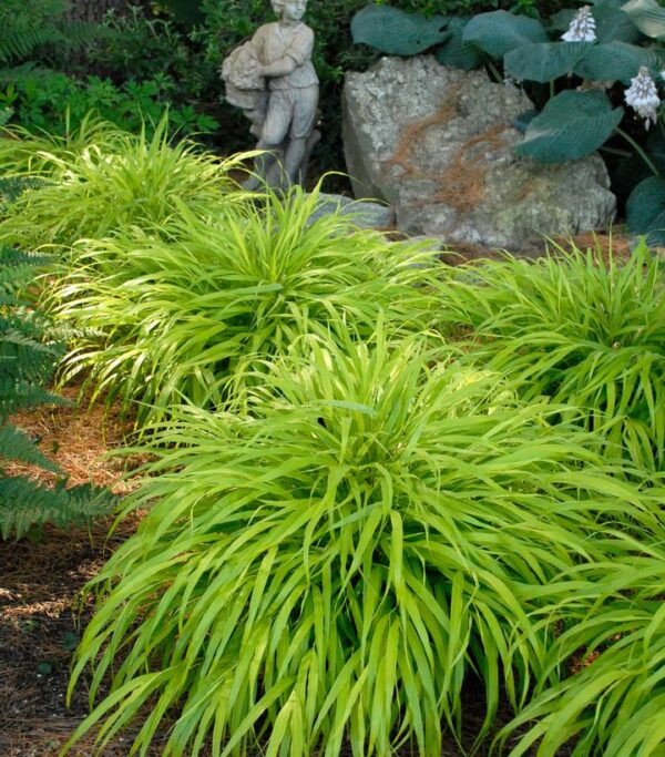 HAKONECHLOA MACRA `ALL GOLD`