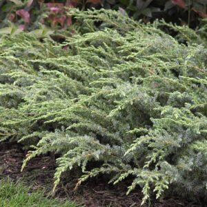 JUNIPERUS COMMUNIS `BLUEBERRY DELIGHT`
