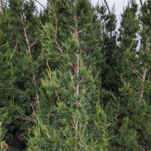 JUNIPERUS CHINENSIS `HETZII COLUMNARIS`