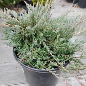 JUNIPERUS HORIZONTALIS `BAR HARBOR`