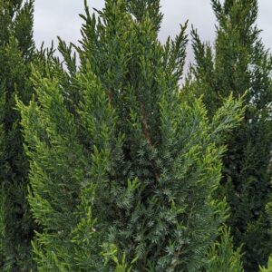 CG - JUNIPERUS CHINENSIS `BLUE POINT`