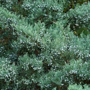 JUNIPERUS VIRGINIANA `GREY OWL`