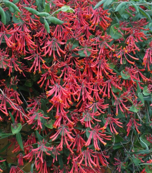 LONICERA SEMPERVIRENS `MAJOR WHEELER`