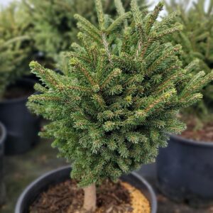 PICEA ORIENTALIS `BERGMANS GEM` - STD