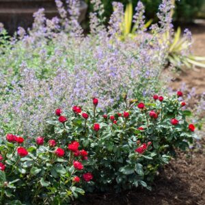 ROSA `KNOCK OUT PETITE` - 18'' TREE