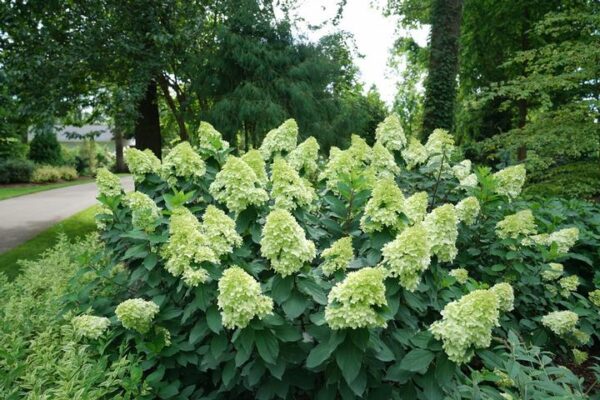 HYDRANGEA PAN. `LIMELIGHT PRIME` TREE