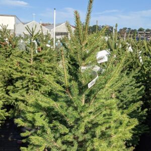 PICEA GLAUCA `MONTROSE CHARM`