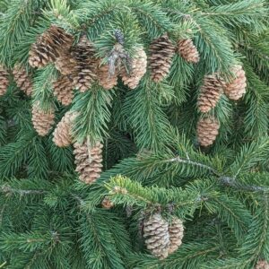 PICEA GLAUCA `DENSATA`