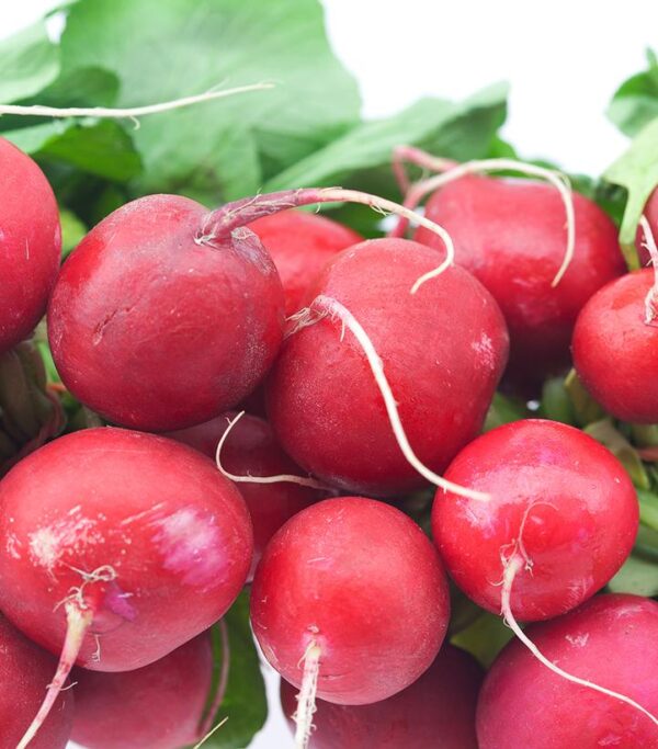 RADISH `CRUNCHY KING`