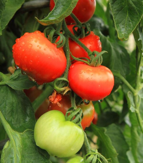 TOMATO `HEATMASTER` (SLICER)