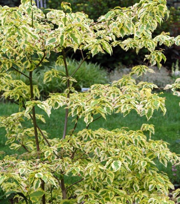 CORNUS ALTERNIFOLIA `GOLDEN SHADOWS`