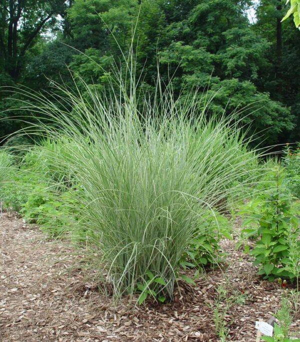 MISCANTHUS SINENSIS `MORNING LIGHT` - NET
