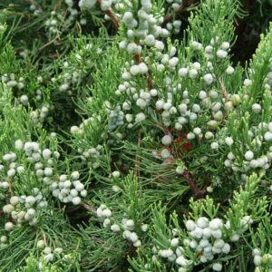 JUNIPERUS CHINENSIS `GIN FIZZ`
