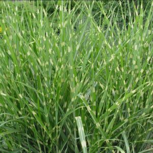 MISCANTHUS SINENSIS `STRICTUS`