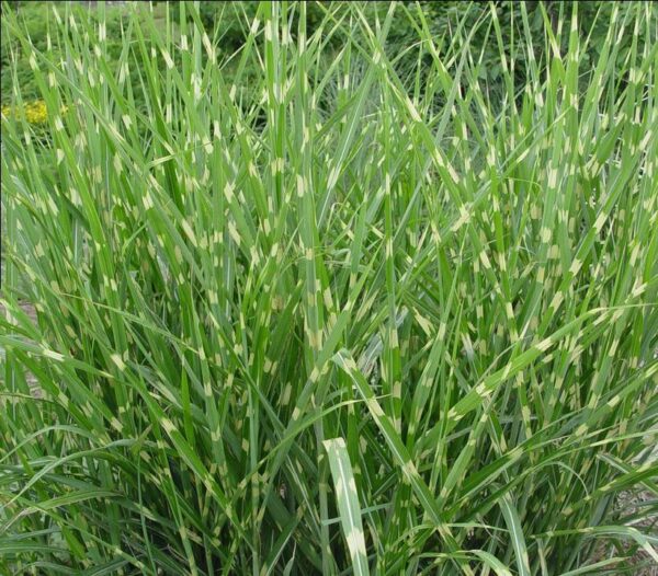 MISCANTHUS SINENSIS `STRICTUS`
