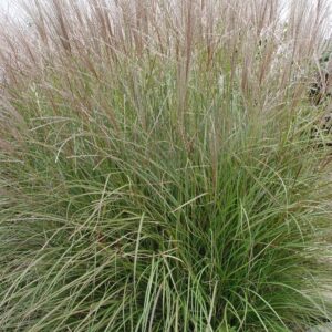MISCANTHUS SINENSIS `ADAGIO`