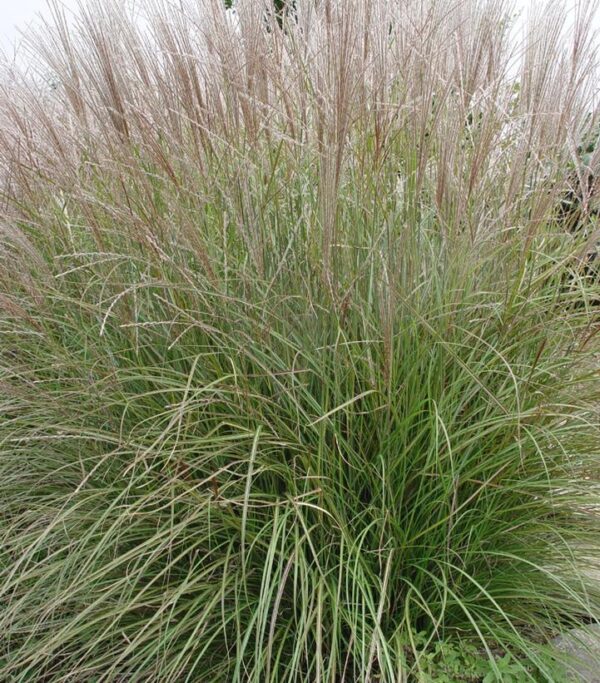 MISCANTHUS SINENSIS `ADAGIO`