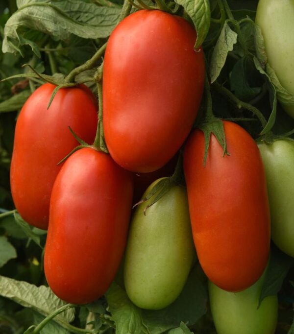 TOMATO `VENTI SALAD` (SALAD)