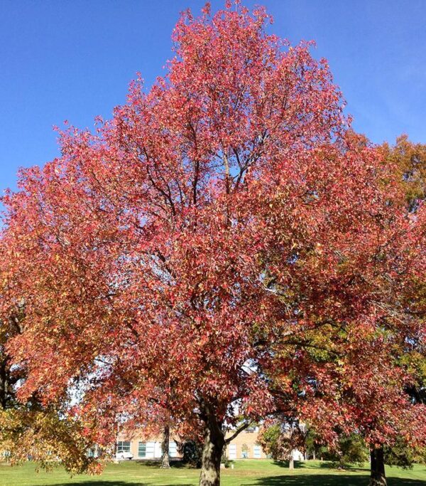 LIQUIDAMBAR STYRACIFLUA