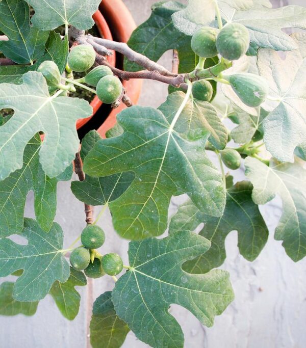 FICUS CARICA `FIGNOMINAL`
