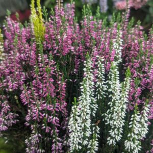CALLUNA VULGARIS BEAUTY LADIES `TRIO`